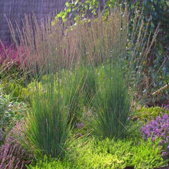 Молиния Moorhexe изображение 1