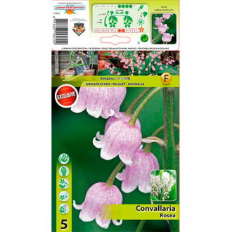 Момина сълза Rosea изображение 1