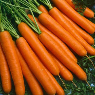 Morcovi Baby imagine 18