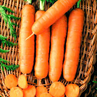 Morcovi de masă Nantes 5 imagine 3