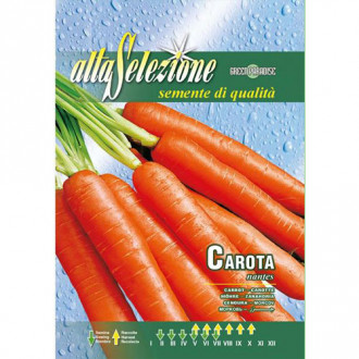 Morcovi Nantes imagine 3