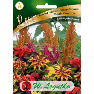 Moțul curcanului (Amaranthus) Magic Cascade imagine 2