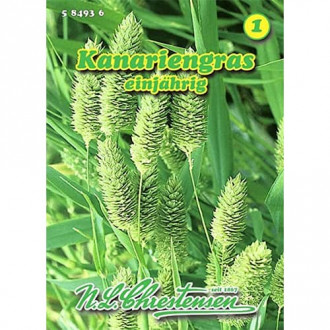 Mozga kanaryjska interface.image 2