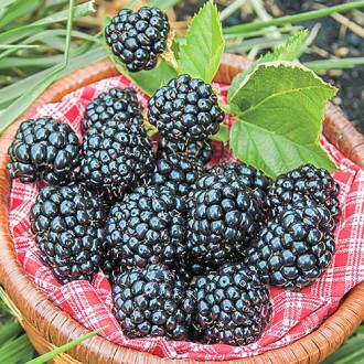 Mur Arapaho imagine 18