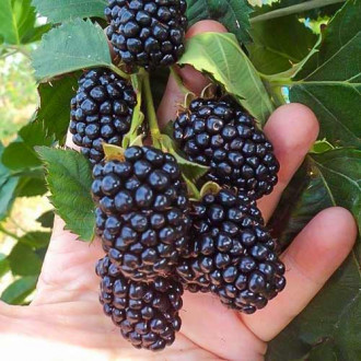 Mur Black Magic imagine 10