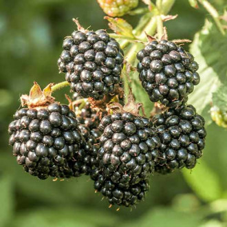 Mur Chester imagine 8