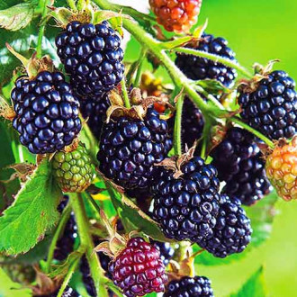 Mur fără spini Arapaho imagine 12