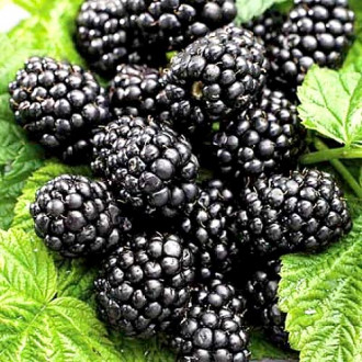 Mur fără spini  Loch Ness imagine 10