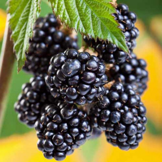 Mur fără spini Navaho imagine 6