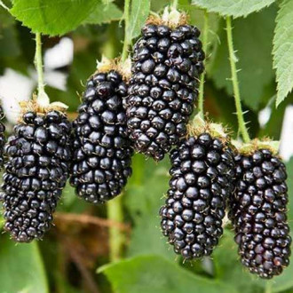 Mur Karaka Black imagine 2