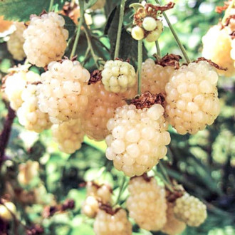 Mur Polar Berry imagine 14