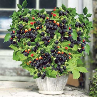 Mur Purple Opal imagine 14