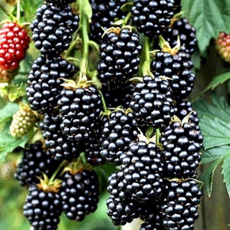 Mur ThornFree imagine 13