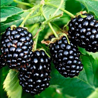 Mur TornFree imagine 3