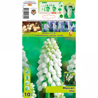 Muscari Alba imagine 8