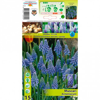 Muscari Armeniacum imagine 10
