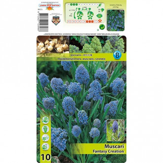 Muscari Fantasy Creation imagine 2