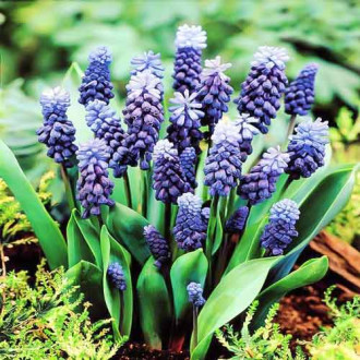 Muscari Latifolium imagine 11