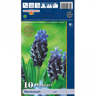 Muscari Neclectum imagine 13