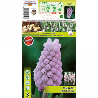 Muscari Pink Sunrise imagine 4