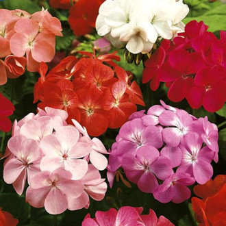 Mușcată curgătoare F2, amestec imagine 13