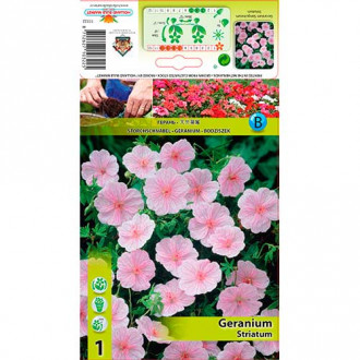 Mușcată englezească (Geranium) Striatum imagine 11