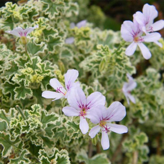Mușcată englezească (Geranium) Variegatum imagine 16