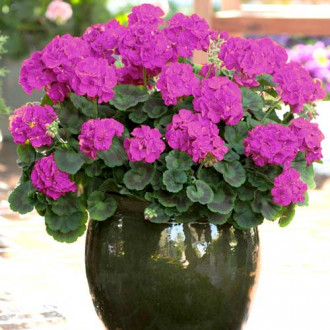 Mușcată Gama F1, violet imagine 12