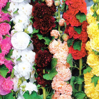 Nalbă, amestec imagine 11