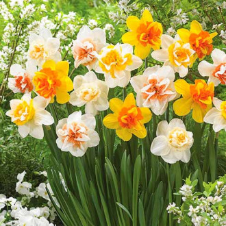 Narcise double mix imagine 4