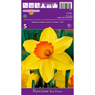 Narcise Red Devon imagine 6