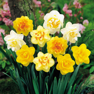 Super-ofertă! Set de Narcise imagine 12