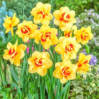 Narcise Innovator imagine 1