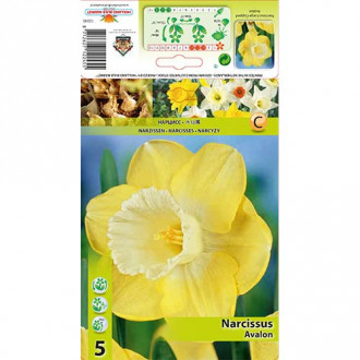 Narcyz Avalon interface.image 11