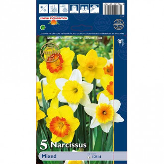 Narcyz trąbkowy, mix kolorów interface.image 3