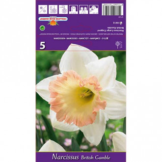 Нарцис British Gamble изображение 15