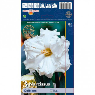 Нарцис Colblanc изображение 15
