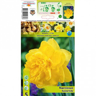 Нарцис Eastertide изображение 8