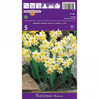 Нарцис Minnow изображение 3
