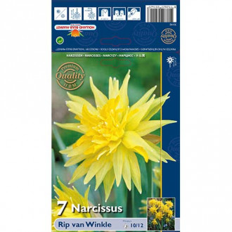 Нарцис Rip van Winkle изображение 11