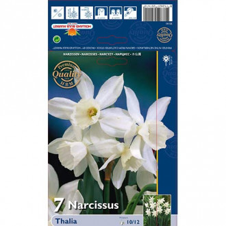 Нарцис Thalia изображение 8