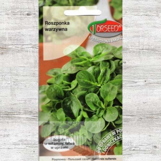Nasiona Roszponka warzywna Verte de Cambrai interface.image 7