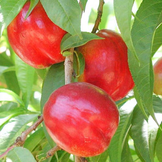 Nectarin Aeris, С2 imagine 5