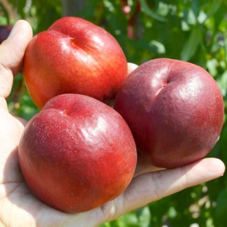 Nectarin Big Top imagine 10