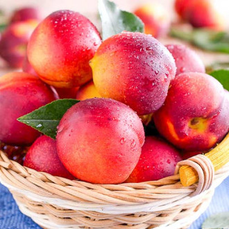 Nectarin Caldesi 2000 imagine 12