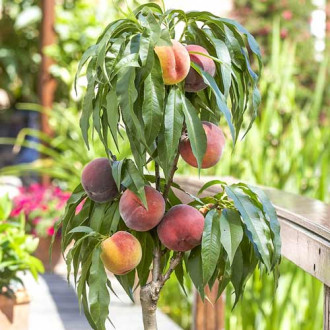 Nectarin columnar Alice imagine 17