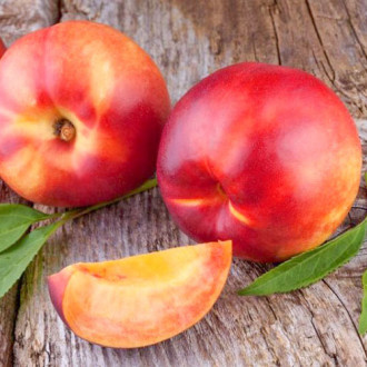 Nectarin Gigi imagine 16