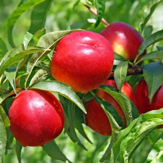 Nectarin Lerata imagine 3