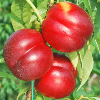 Nectarin Madego, С2 imagine 4