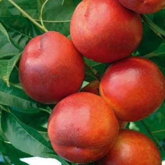 Nectarin Morsiani 90 imagine 7